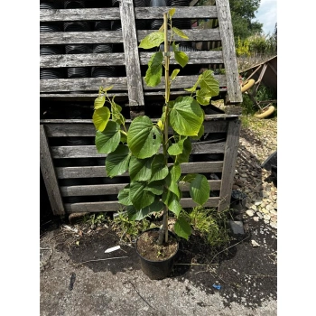 LIPA szerokolistna MOLTKEGO szczepiona - sadzonki 120 / 150 cm